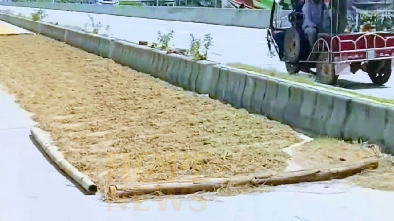 পলাশবাড়ীতে মহাসড়কে ধান শুকানোর হিরিক বাড়ছে দূর্ঘটনা দেখার কেউ নাই